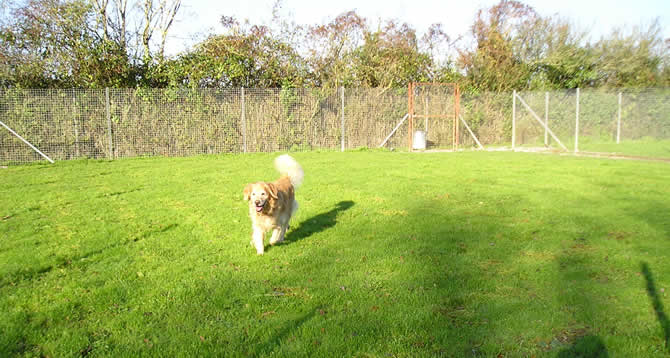 Dogs playing in the paddock