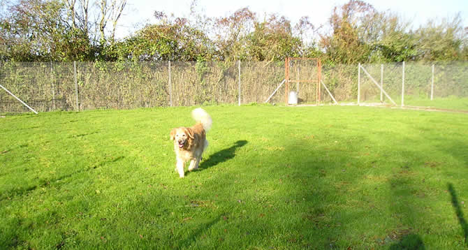 Dogs playing in the paddock