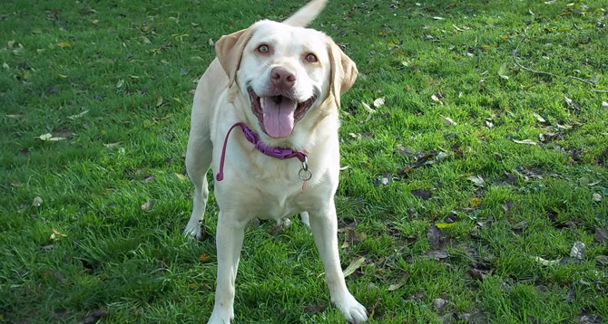 A dog at Old Orchard Boarding Kennels