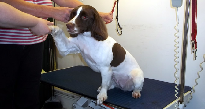 Dog being groomed