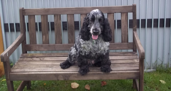 Dog Boarding Kennels Bridgwater