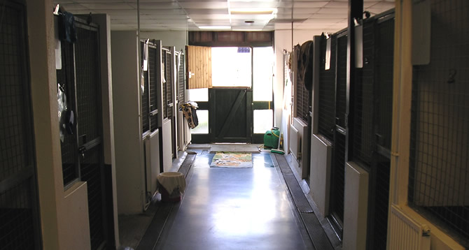 Inside our Bridgwater boarding kennels for dogs