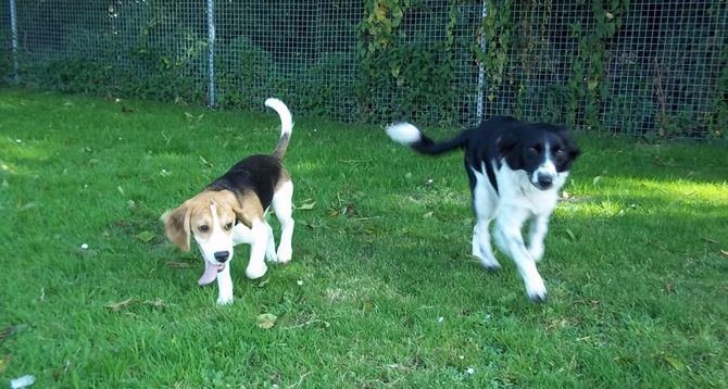 Dogs in the paddock at Old Orchard Farm Boarding Kennels